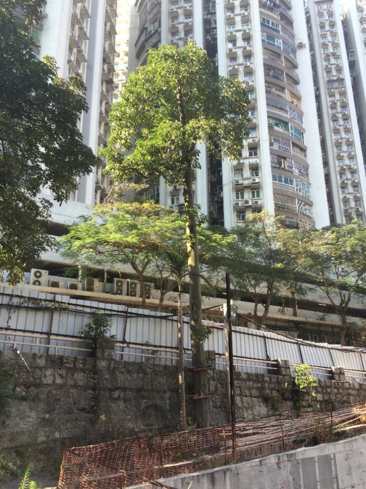 77 另一棵須緊急移除的石栗