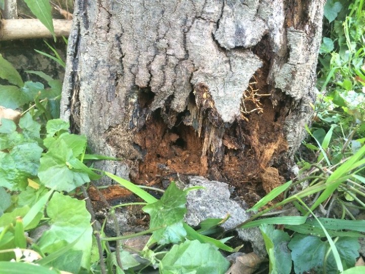 77 樹基腐爛程度嚴重