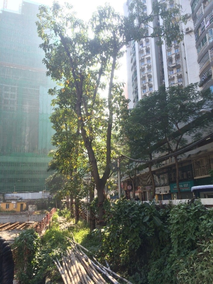 77 民署緊急移除馬交石斜坡兩株石栗