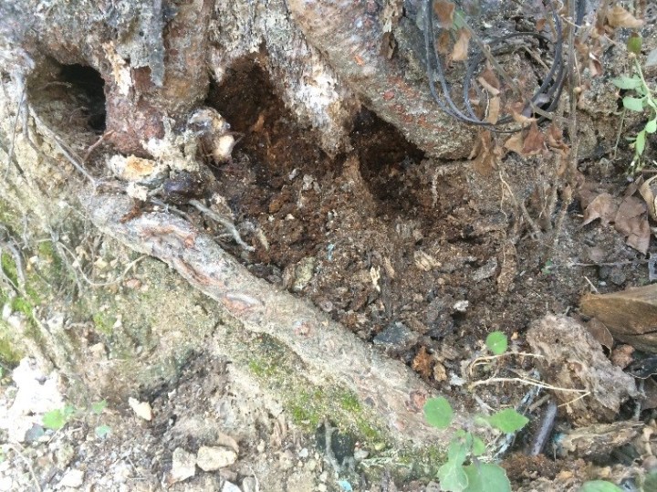 77 石栗樹基開始腐爛