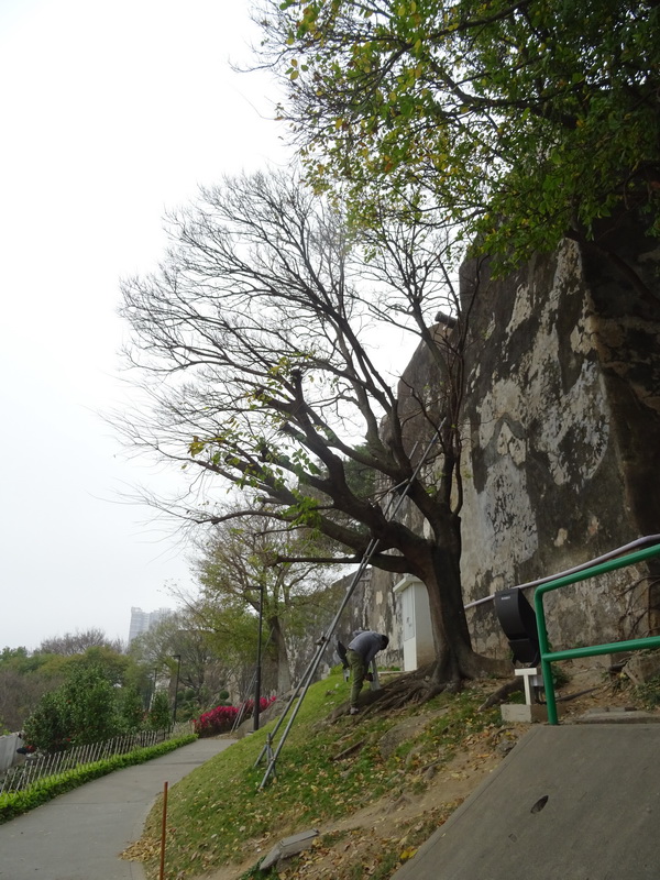 143 大炮台朴樹僅餘一條大根仍有活力