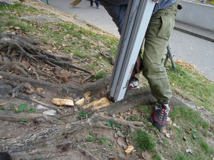 143 大炮台朴樹大根乾枯或霉爛成軟木