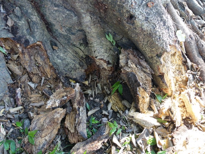 143 螺絲山假菩提樹古樹根霉爛