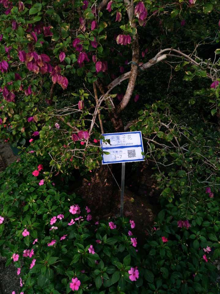 186 葡國磚花卉介紹牌