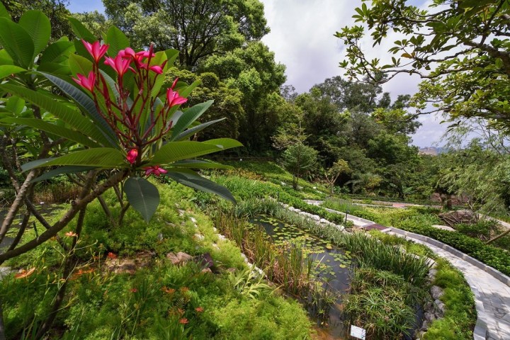 390 濕地藥用植物展示區