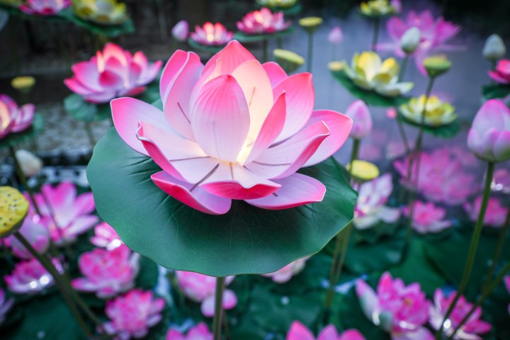 南灣湖水上活動中心“荷塘灣影”的模型展示