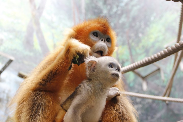 幼猴不時探頭四處張望，相當好奇