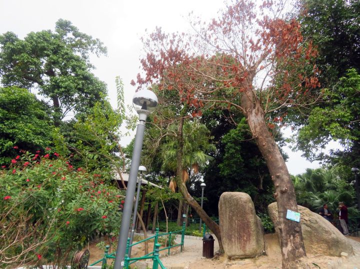 199 市政署移除白鴿巢公園一株枯萎樹木