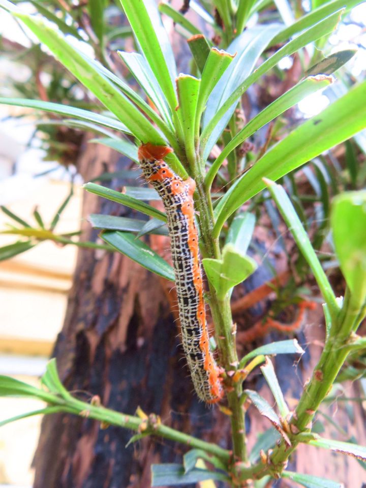 266 橙紋藍尺蛾幼蟲正啃食葉片