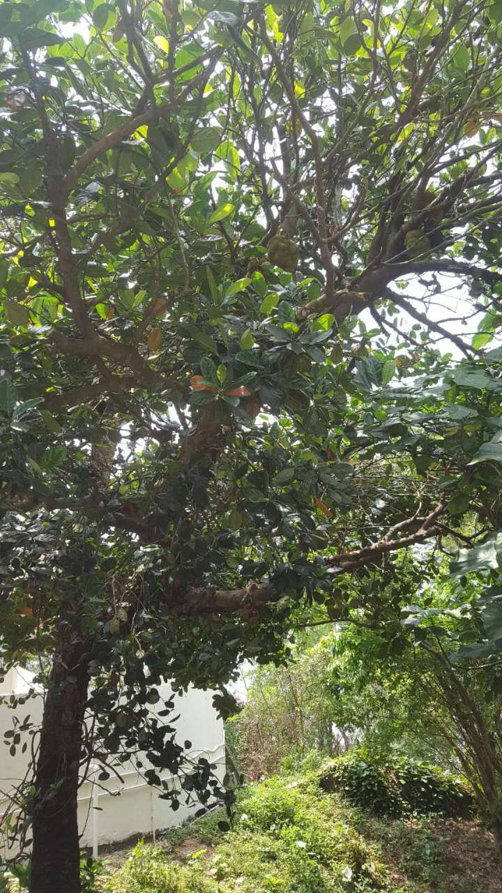 441591193569_.pic_hd